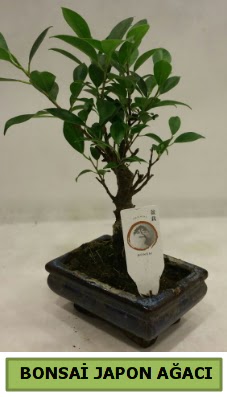 Bonsai japon a�ac� saks� bitkisi  Ankara Bas�nevleri Mahallesi �i�ek sipari�i 