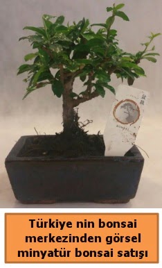 Japon a�ac� bonsai sat��� ithal g�rsel  Ankara Emrah Mahallesi �i�ek g�nderme 