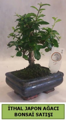 �thal japon a�ac� bonsai bitkisi sat���  Ankara �i�ekli Mahallesi Oran 14 �ubat sevgililer g�n�