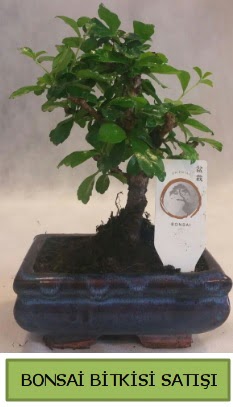 Bonsai ithal g�rsel minyat�r japon a�ac�  Ankara �efkat Mahallesi �i�ek online 