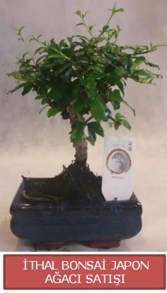 �thal k���k boy minyat�r bonsai a�a� bitkisi  Ankara �i�ekli Mahallesi Oran 14 �ubat sevgililer g�n�