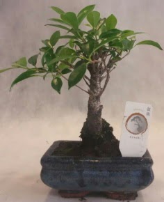 Bonsai a�ac� japon a�a� bitkisi  Ankara Emrah Mahallesi �i�ek g�nderme 