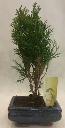 SINIRLI SAYIDA �R�N Selvi Bonsai  Ankara A�a��e�lence Mahallesi cicekciler 
