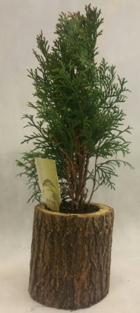 SINIRLI STOK Selvi Bonsai Do�al k�t�kte  Ankara A�a��e�lence Mahallesi cicekciler 