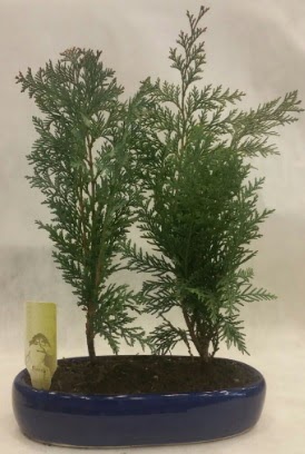 SINIRLI SAYIDA Selvi A�ac� bonsai ikili  Ankara �i�ekli Mahallesi Oran 14 �ubat sevgililer g�n�