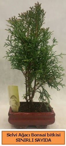 Selvi a�ac� bonsai japon a�ac� bitkisi  Ankara P�narba�� Mahallesi sevgilime hediye �i�ek 
