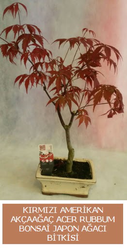 Amerikan ak�aa�a� Acer Rubrum bonsai  Ankara Y�kseltepe Mah �i�ek g�nderme 