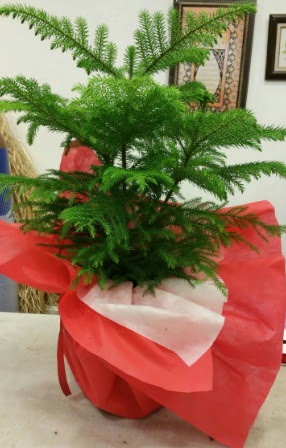 Salon �am� Araucaria Heterophylla bitkisi  Ankara A�a��e�lence Mahallesi cicekciler 