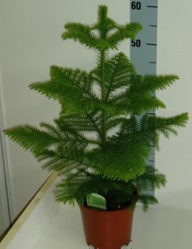 60 cm Salon �am� araucaria heterophylla  Ankara Esertepe Mahallesi cicek