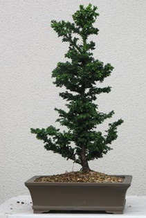 �am a�ac� bonsai bitkisi sat���  Ankara �i�ekli Mahallesi Oran 14 �ubat sevgililer g�n�