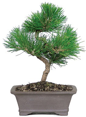 �am a�ac� bonsai japon a�ac� bitkisi  Ankara Esertepe Mahallesi cicek