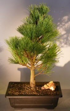 �am a�ac� japon a�ac� bitkisi bonsai  Ankara �i�ekli Mahallesi Oran 14 �ubat sevgililer g�n�
