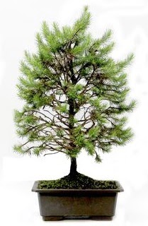 *** STOKTA YOK - �am a�ac� bonsai bitkisi sat���  Ankara �ncirli Mahallesi �i�ek yolla 