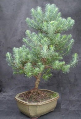 Bonsai �am a�ac� japon a�ac� bitkisi  Ankara Sanatoryum �i�ek ma�azas� 
