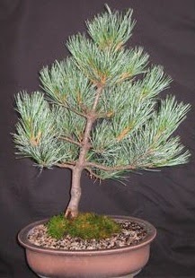 Bonsai �am a�ac� japon a�ac� bitkisi  Ankara Ufuktepe Mahallesi yurti�i �i�ek sipari�i 