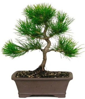 Bonsai �am a�ac� japon a�ac� bitkisi  Ankara Kanuni Mahallesi g�venli h�zl� �i�ek 