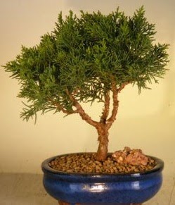 Servi �am bonsai japon a�ac� bitkisi  Ankara Emrah Mahallesi �i�ek g�nderme 