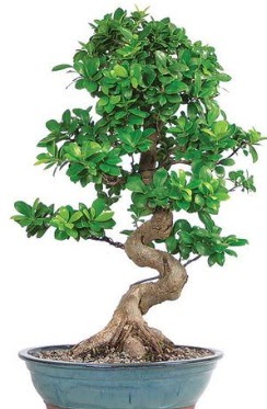 Yakla��k 70 cm y�ksekli�inde ithal bonsai  Ankara �i�ekli Mahallesi Oran 14 �ubat sevgililer g�n�