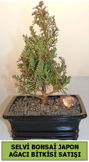 Selvi �am japon a�ac� bitkisi bonsai  Ankara �i�ekli Mahallesi Oran 14 �ubat sevgililer g�n�