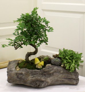A�a� k�t�k i�erisinde bonsai ve sukulent  Ankara Sanatoryum �i�ek ma�azas� 