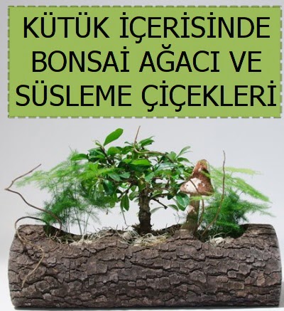 K�t�k i�erisinde bonsai japon a�a� bitkisi  Ankara P�narba�� Mahallesi sevgilime hediye �i�ek 