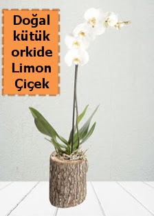 Do�al k�t�kte tek dall� beyaz orkide  Ankara �i�ekli Mahallesi Oran 14 �ubat sevgililer g�n�