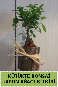 K�t�k i�erisinde do�al bonsai a�ac�  Ankara �i�ekli Mahallesi Oran 14 �ubat sevgililer g�n�