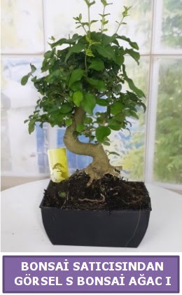 S dal e�rili�i bonsai japon a�ac�  Ankara P�narba�� Mahallesi sevgilime hediye �i�ek 