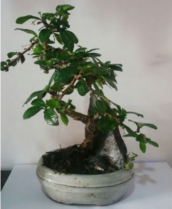 S �eklinde ithal bonsai a�ac�  Ankara Emrah Mahallesi �i�ek g�nderme 