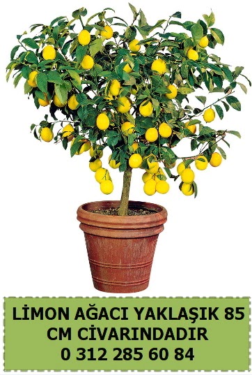 Limon a�ac� bitkisi  Ankara P�narba�� Mahallesi sevgilime hediye �i�ek 