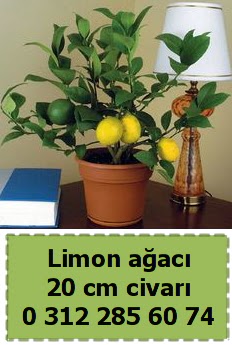 Limon a�ac� bitkisi  Ankara �i�ekli Mahallesi Oran 14 �ubat sevgililer g�n�