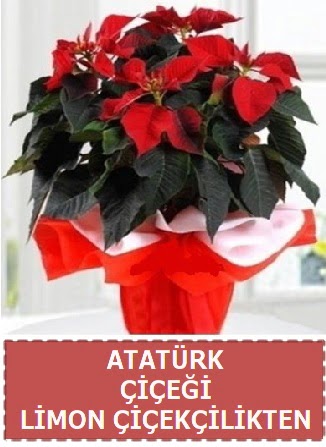 Atat�rk �i�e�i saks� bitkisi  Ankara P�narba�� Mahallesi sevgilime hediye �i�ek 