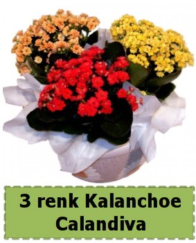 3 renk Kalanchoe Calandiva saks� bitkisi  Ankara Esertepe Mahallesi cicek