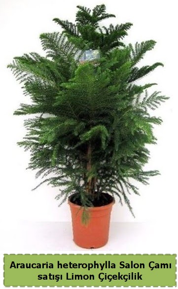 Salon �am� Sat��� Araucaria heterophylla  Ankara P�narba�� Mahallesi sevgilime hediye �i�ek 