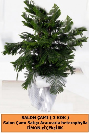 Araucaria heterophylla Salon �am�  Ankara Atapark Mahallesi anneler g�n� �i�ek yolla 