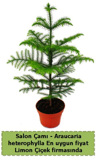 Araucaria heterophylla Salon �am� tek dall�  Ankara P�narba�� Mahallesi sevgilime hediye �i�ek 