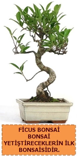 Ficus bonsai 15 ile 25 cm aras�ndad�r  Ankara Emrah Mahallesi �i�ek g�nderme 