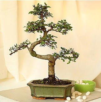 Shape S bonsai  Ankara A�a��e�lence Mahallesi cicekciler 