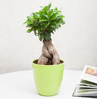 Ficus Ginseng Bonsai  Ankara Ufuktepe online �i�ek g�nderme