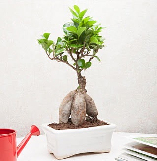 Exotic Ficus Bonsai ginseng  Ankara Bas�nevleri Mahallesi �i�ek sipari�i 