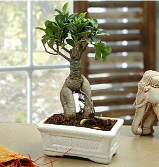 Marvellous Bonsai ginseng  Ankara Ufuktepe Mahallesi yurti�i �i�ek sipari�i 