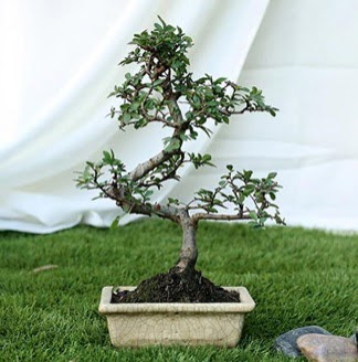 Fashionable Ulmus S Shape Bonsai �thal  Ankara Ku�ca��z Mahallesi hediye �i�ek yolla 
