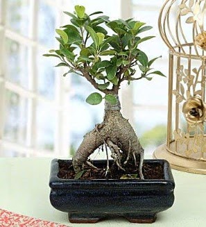 Appealing Ficus Ginseng Bonsai  Ankara Kalaba �i�ek�i 