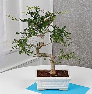 Unique Ulmus S Shaped Bonsai  Ankara Bas�nevleri �i�ek�i telefonlar� 