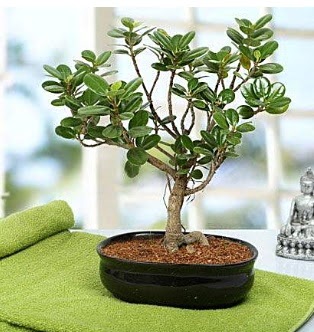 Lovely Ficus Iceland Bonsai  Ankara Kalaba �i�ek�i 