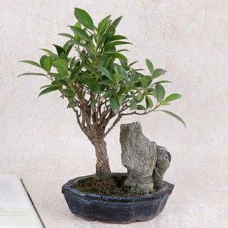 Japon a�ac� Evergreen Ficus Bonsai  Ankara Sanatoryum �i�ek ma�azas� 
