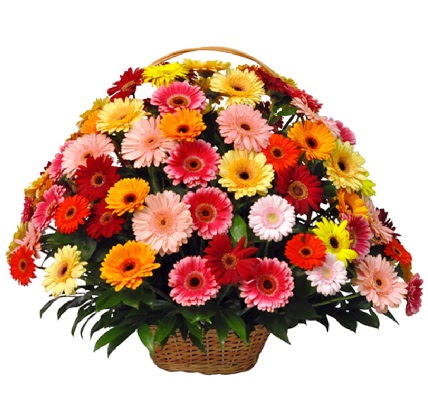 Kar���k renkli b�y�k gerbera sepet aranjman�  Ankara Sanatoryum �i�ek ma�azas� 