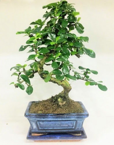 S Bonsai japon a�ac� bitkisi  Ankara Y�kseltepe Mah �i�ek g�nderme 