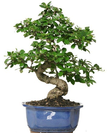 21 ile 25 cm aras� �zel S bonsai japon a�ac�  Ankara �i�ekli Mahallesi Oran 14 �ubat sevgililer g�n�