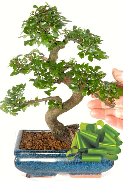 Yakla��k 25 cm boyutlar�nda S bonsai  Ankara Ufuktepe Mahallesi yurti�i �i�ek sipari�i 